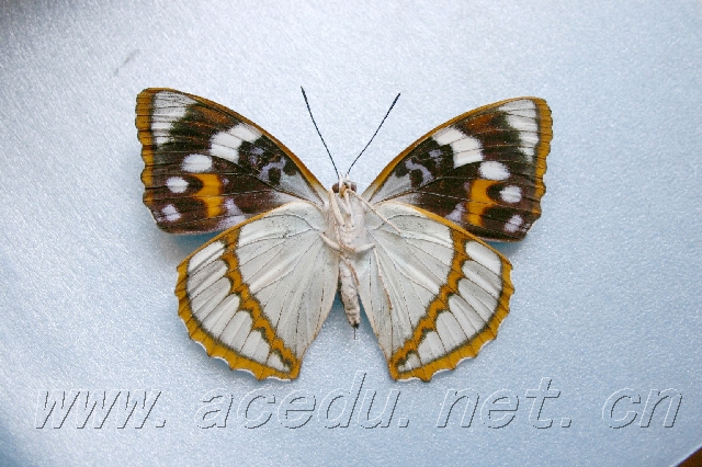 白斑迷蛱蝶