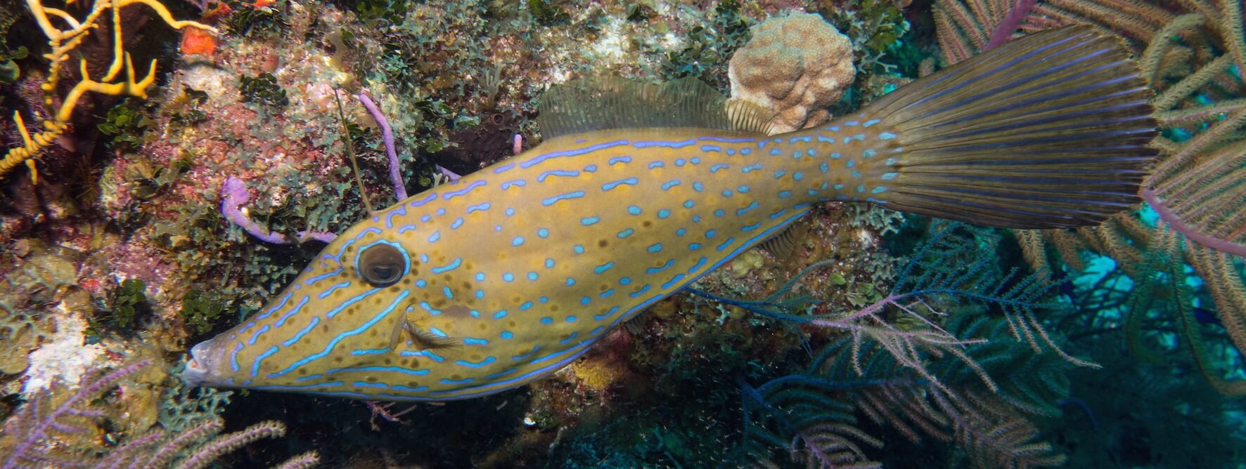  p>拟态革鲀(学名: i>aluterus scriptus /i>)是革鲀科,革鲀属鱼类.