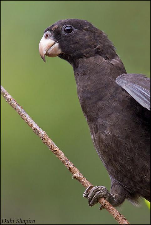 马岛鹦鹉指名亚种