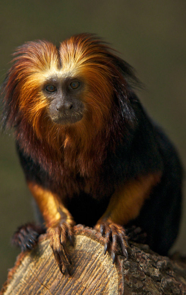  p>红吼猴( a href="#" data-lemmaid="8074290">学名 /a>alouatta