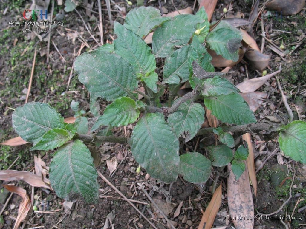  p>螺序草属(学名:s. caespitosa bl.