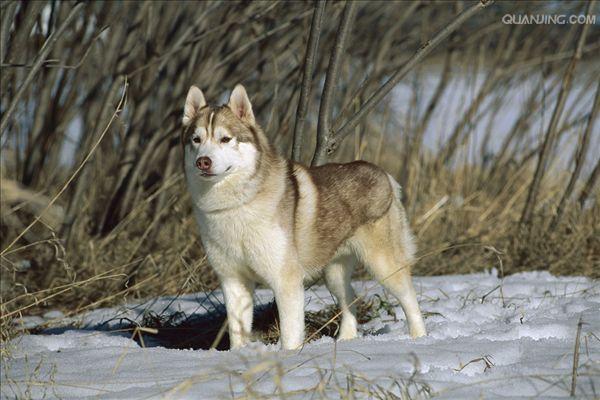 西伯利亚雪橇犬