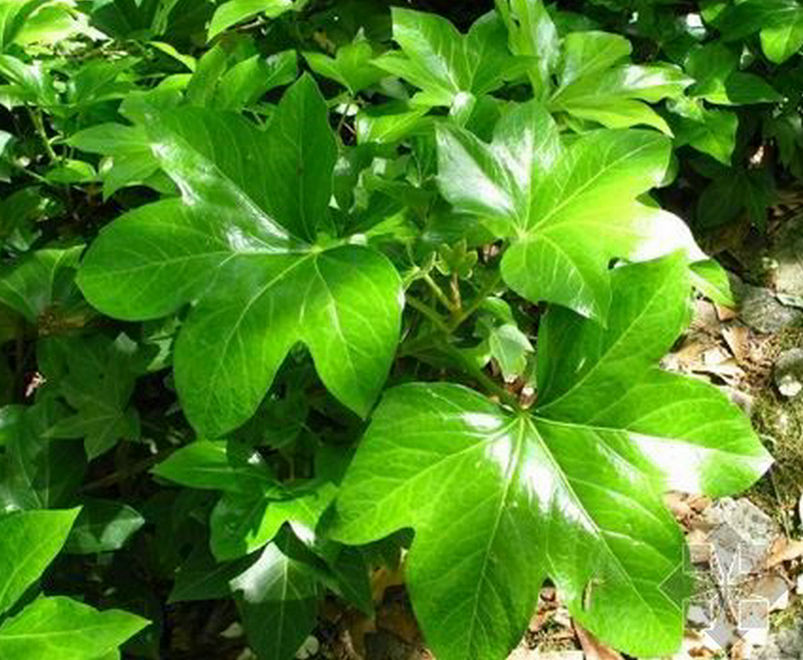  p>鞘柄木属toricellia dc.