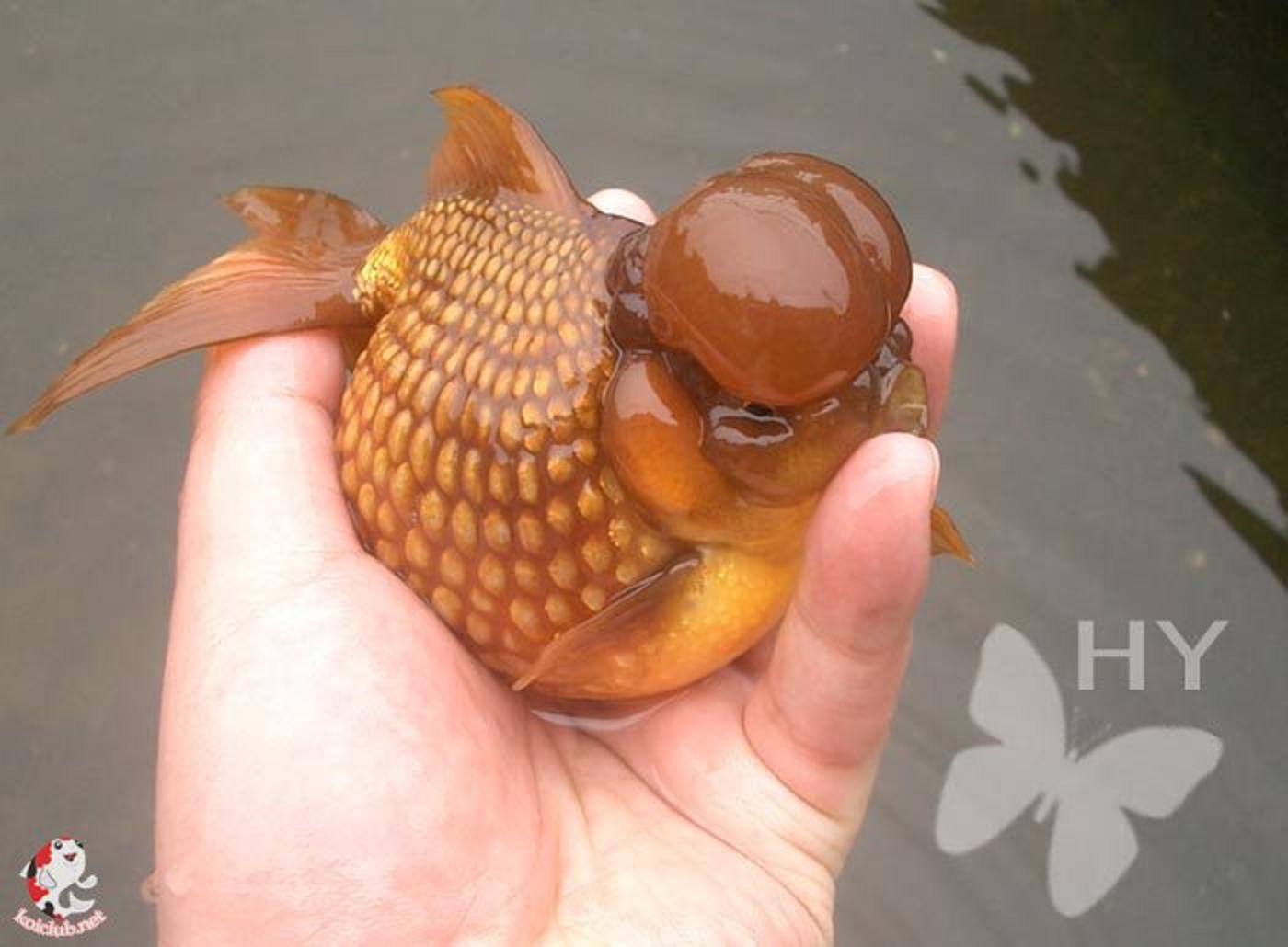 红皇冠珍珠金鱼