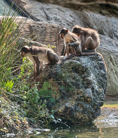 white-naped mangabey