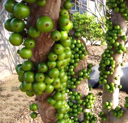  p>嘉宝果(学名: i>plinia /i>  i>cauliflora /i> (mart.