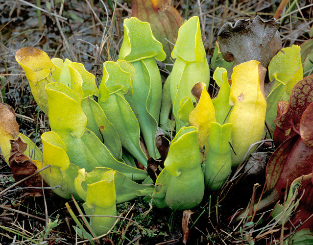  p>紫瓶子草(学名:sarracenia purpurea)是 a href="#">多年生草本 /a