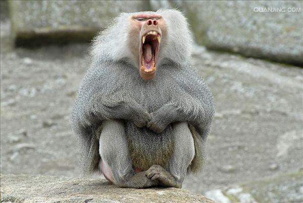  p>狒狒(学名: i>papio /i>):灵长目 a target="_blank" href="/item