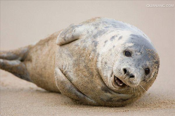  p>灰海豹(学名:halichoerus grypus)是海豹科中的一个主要物种,主要