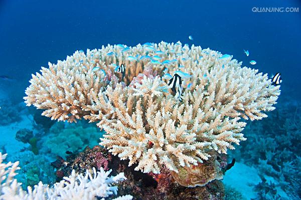 珊瑚礁