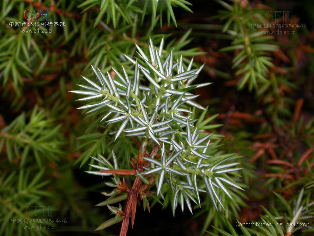 为高山上部的水土保持树种,是 a>松衫纲 /a>,柏科,刺柏属的一种匐匐