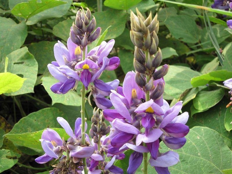 葛花的功效与作用(葛花的功效与作用,葛花的副作用)