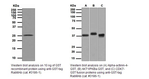  p>gst单抗,又叫gst单克隆抗体,或谷胱甘肽s转移酶单克隆抗体,是指