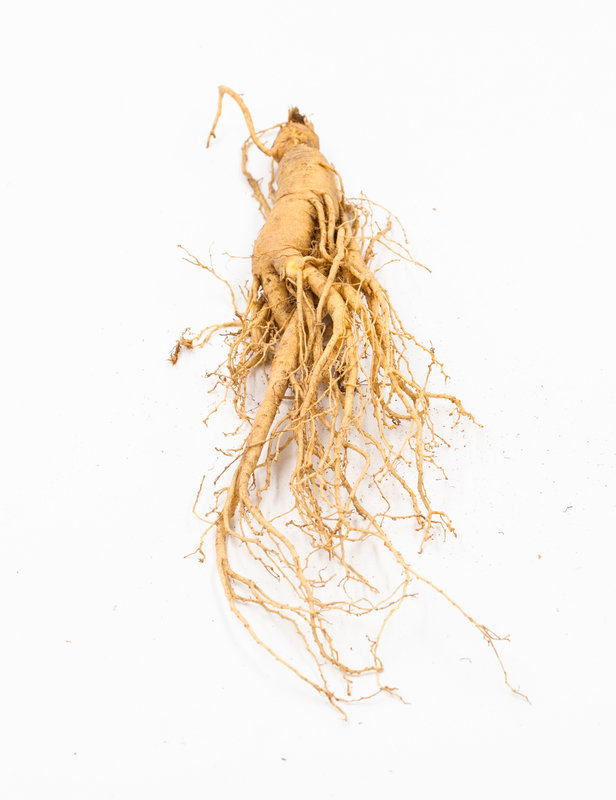 a mey. 和假人参p.pseudo-ginseng wall.