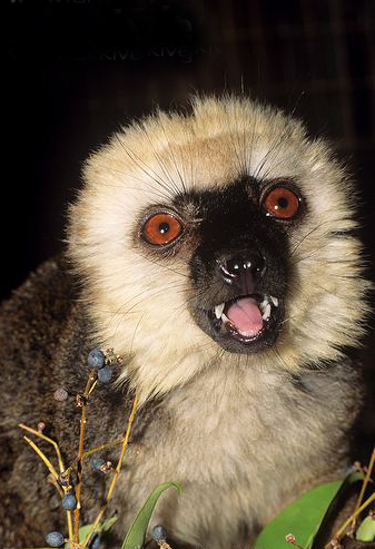  p>白头美狐猴(学名: i>eulemur albifrons /i>):是一种中等体型的 a