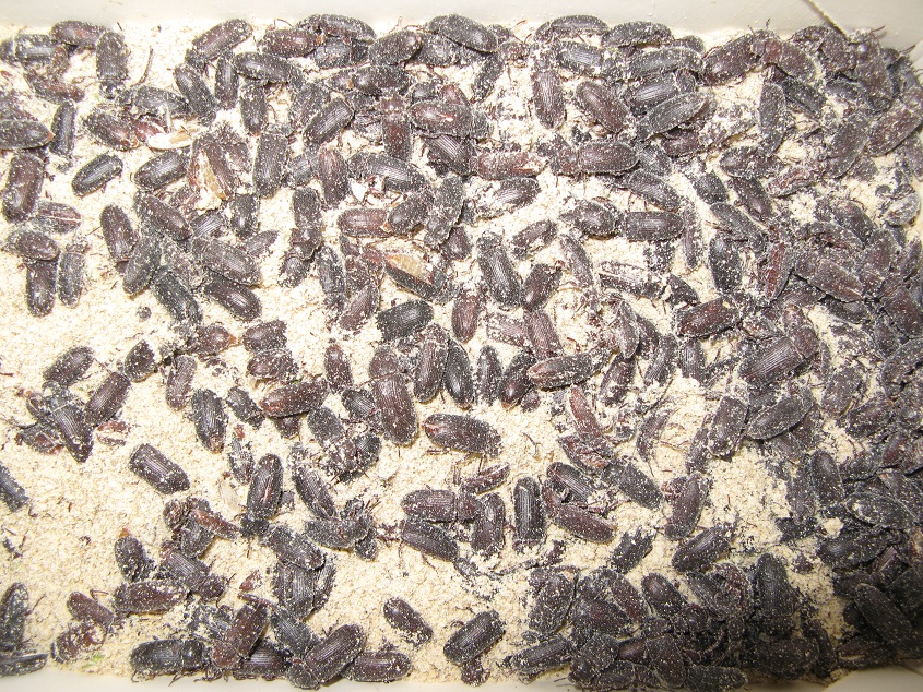  p>黄粉虫俗名面包虫,为鞘翅目拟步行科粉甲属的昆虫.