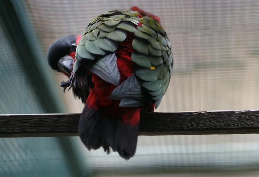  p>紫腹吸蜜鹦鹉(学名:lorius hypoinochrous)羽色鲜艳,鸟体为红色