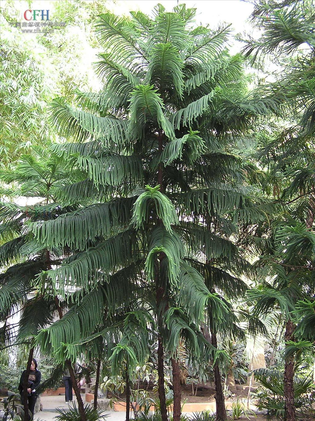 araucaria cunninghamii sweet
