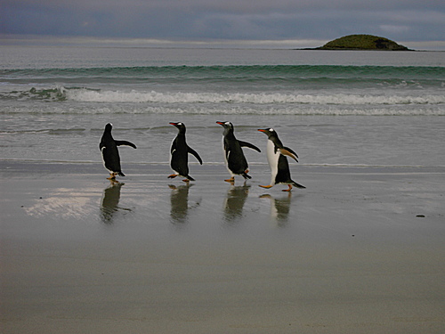  p>马尔维纳斯群岛,英国称"福克兰群岛"(英语:falkland islands).