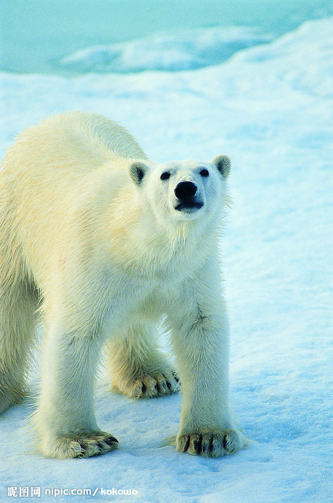 北极熊