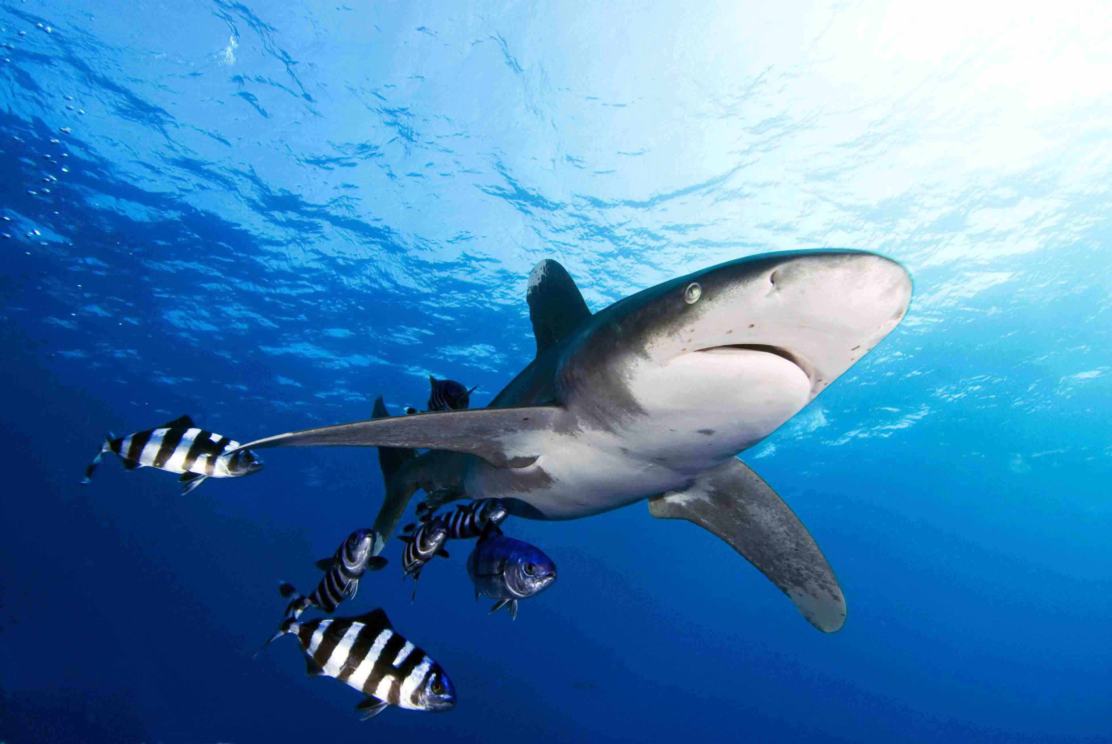  p>噬人鲨(学名: i>carcharodon carcharias /i>)是鲭鲨科,噬人鲨属的