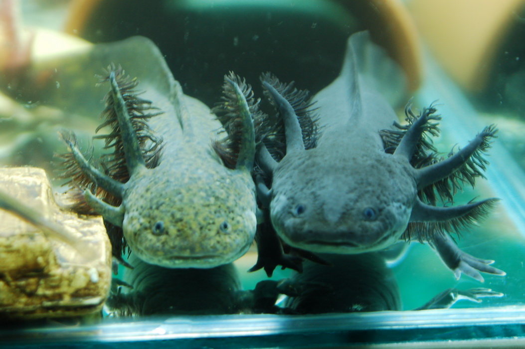 美西螈,学名 a href="#">墨西哥钝口螈 /a>(学名:ambystoma mexicanum
