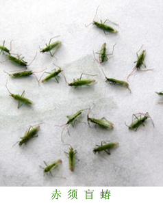 赤须盲蝽