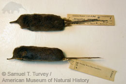  p>鼩鼹(拉丁语 a href="#" data-lemmaid="8