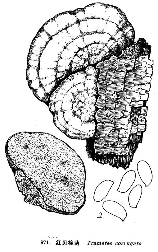  p>子实体中等至稍大,无柄,木栓质一年生.