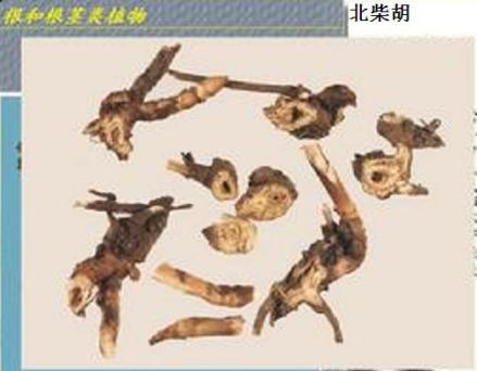 醋柴胡_百度百科