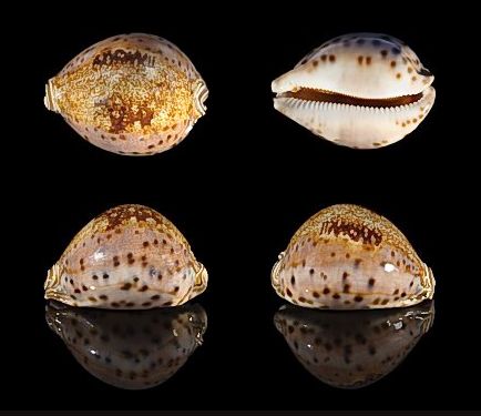  p>王子宝螺(学名:leporicypraea valentia valentia)是腹足纲宝螺科