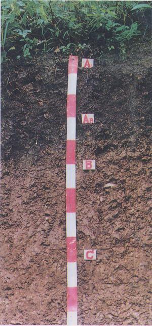  p>褐土(cinnamon soil),半湿润暖温带地区碳酸盐弱度 a target="