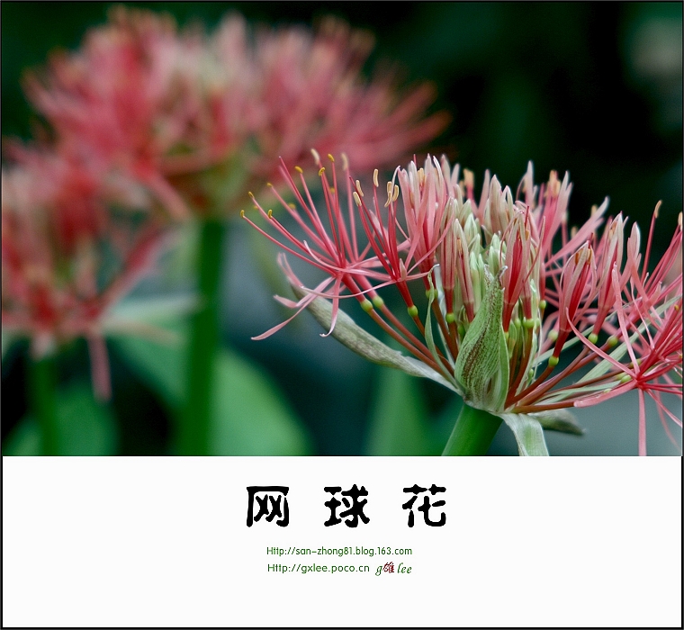  p>网球花(学名: i>haemanthus multiflorus /i> martyn)是石蒜科