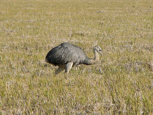  p>大美洲鸵(学名: i>rhea americana /i>)是美洲鸵鸟目美洲鸵鸟科的