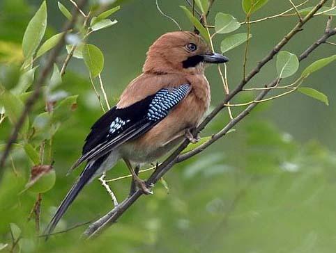 garrulus glandarius interstinctus