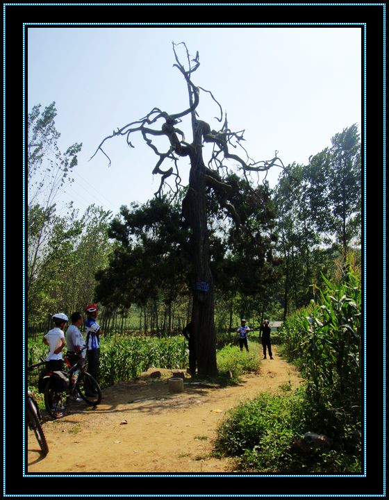 data-id="gnaup9nagm">倒栽柏:鲁山县瓦屋乡马老庄村有棵奇特的柏树