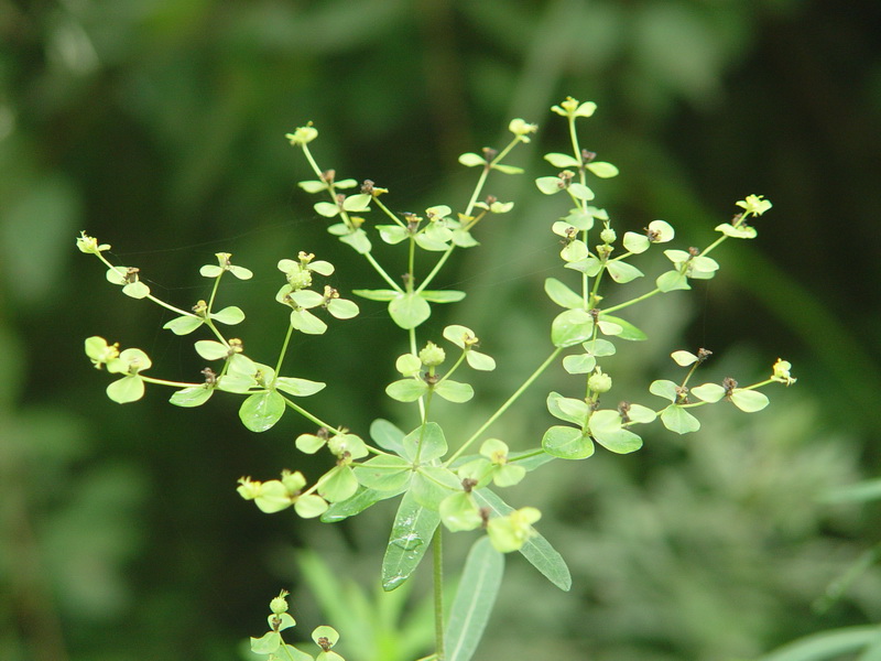  p>大戟科是 a target="_blank" href="/item/被子植物门/229000"