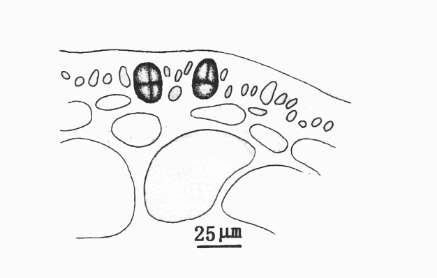  p>聚集腔节藻的藻体直立或横卧生长,由许多具有关节的圆柱状囊体组成