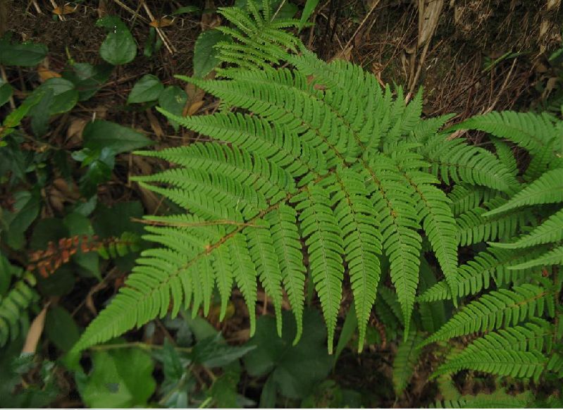  p>太平鳞毛蕨是鳞毛蕨科 a href="#" data-lemmaid="2864823">鳞毛蕨