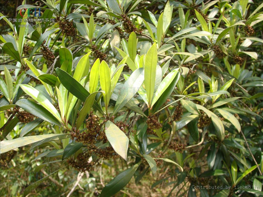  p>密花树属( a href="#" data-lemmaid="8074290">学名 /a>:rapanea)