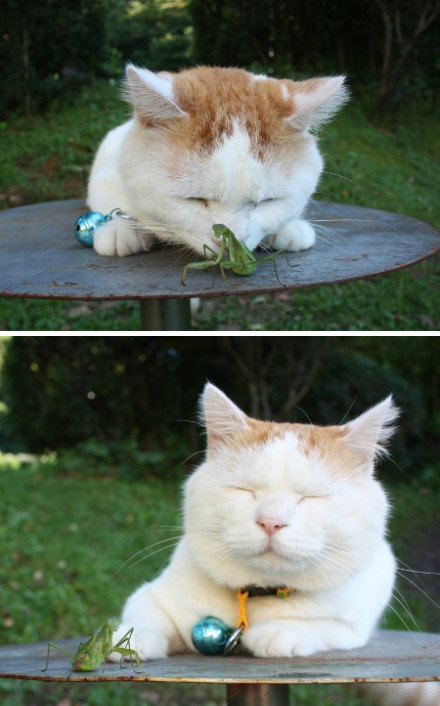  p> a target="_blank" href="/item/猫叔">猫叔 /a>(2002年3月8日