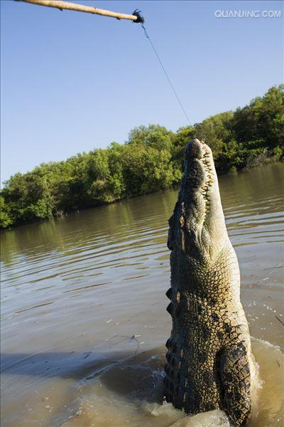  p>湾鳄(学名: i>crocodylus porosus /i>)是鳄科,鳄属的一种鳄鱼.
