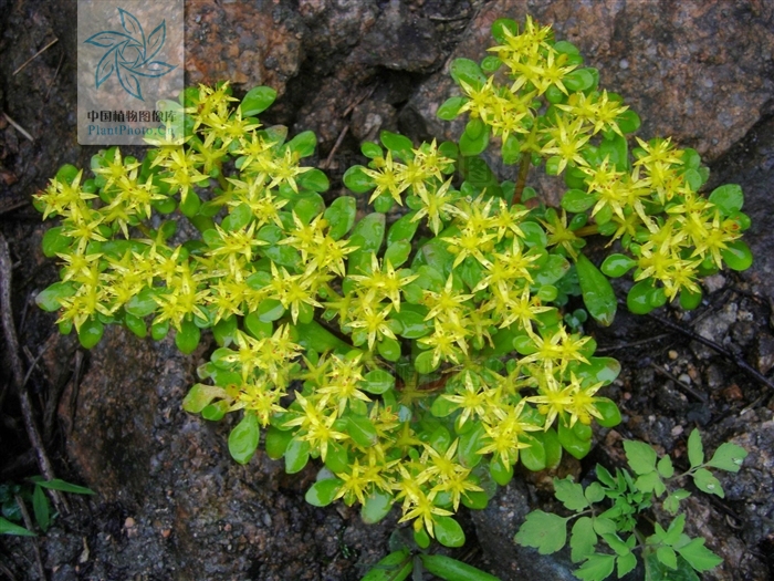  p>东南景天(学名: i>sedum alfredii /i> hance)是景天科,景天属植物
