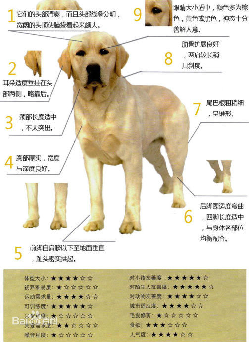 拉布拉多犬纯种