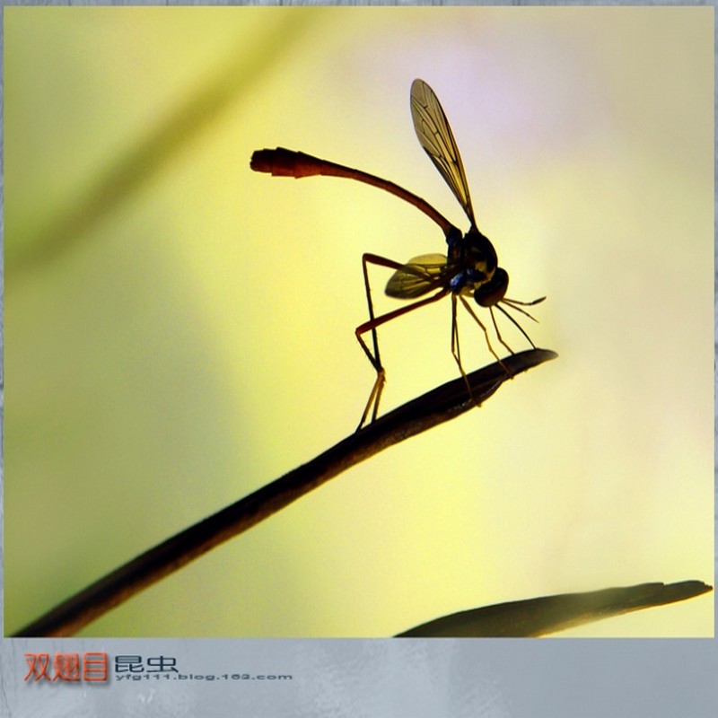  p>水蝇,双翅目(diptera)水 a target="_blank" href="/item/蝇科">蝇