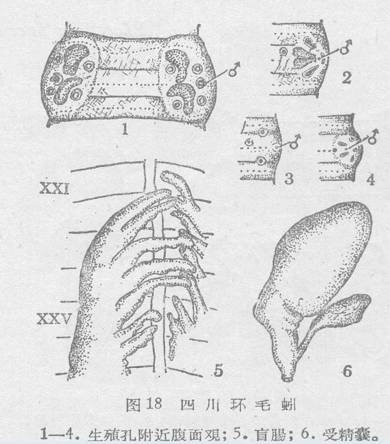 四川环毛蚓