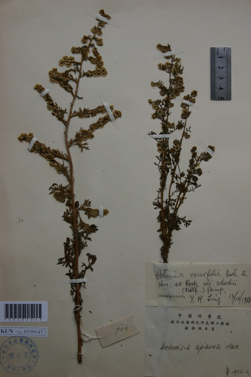  p>大头青蒿(学名:artemisia carvifolia var. schochii (mattf.