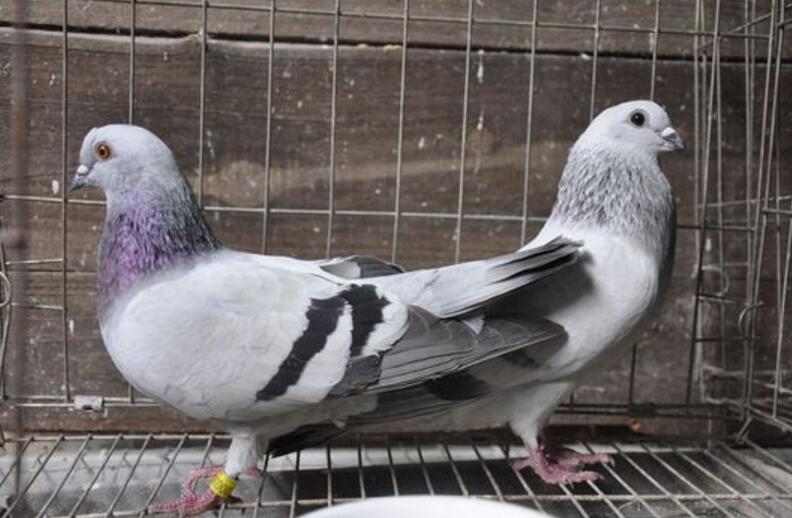 犹以乐山,眉山,德阳中江,德阳罗江,绵阳三台等片区的鸽子最为出名