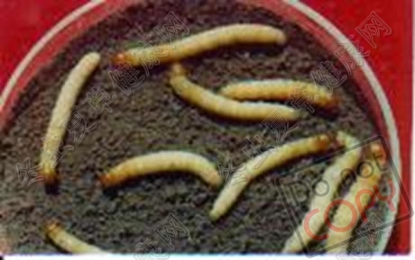  p data-id="gnx6gwjg3w">虫草蝙蝠蛾( i>hepialus armoricanus) /i>