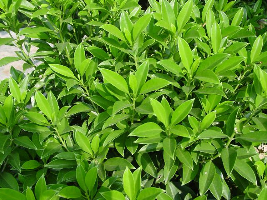  p>灰莉(学名: i>fagraea ceilanica /i> thunb.